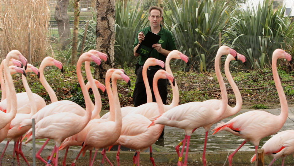 Spend a day viewing the wildlife at London Zoo. [Photo: Getty]