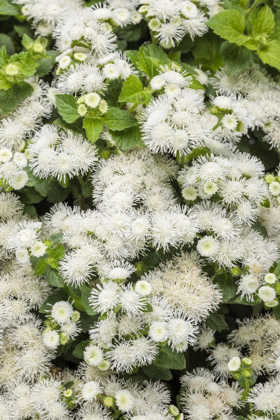 Artist Pearl ageratum offers gardeners the same toughness and performance but in a white flowered selection.