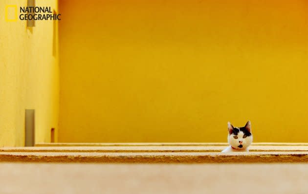 Un chat sur un balcon. <br><br>Toutes les photos sur <a href="http://ngm.nationalgeographic.com/your-shot/weekly-wrapper" rel="nofollow noopener" target="_blank" data-ylk="slk:nationalgeographic.com;elm:context_link;itc:0;sec:content-canvas" class="link ">nationalgeographic.com </a>