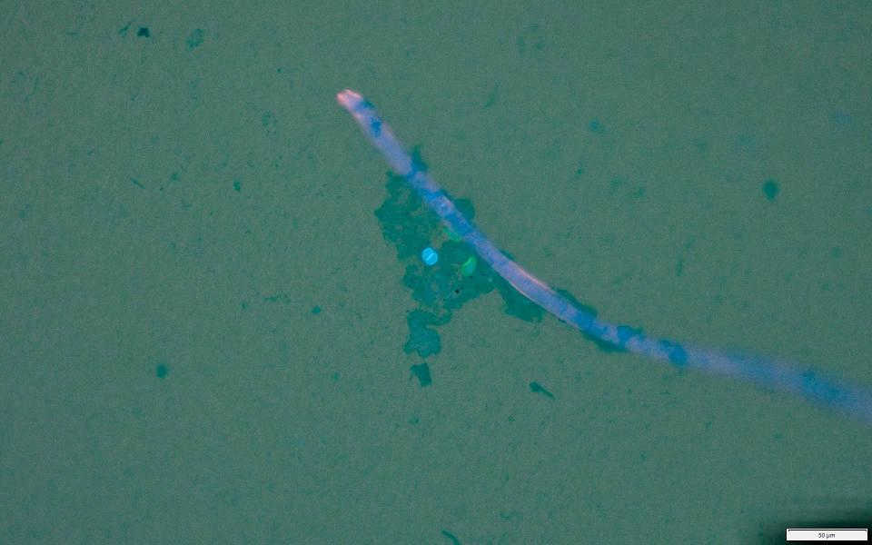 Microplastic fiber with biofilm (fuzzy blue) and T. gondii (blue dot) and giardia (green dot) pathogens.