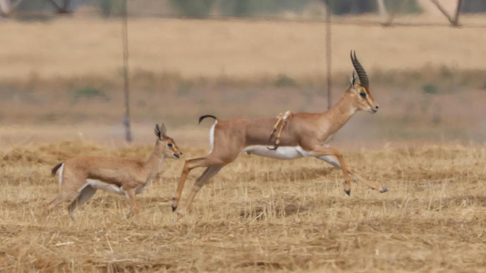 Auf einem Foto, das der Umweltaktivist Amir Balaban von der Gesellschaft zum Schutz der Natur in Israel (SPNI) aufgenommen und am 8. April mit den Medien geteilt hat, ist ein Gebirgshirsch zu sehen, aus dessen Rücken zwei zusätzliche Beine wachsen, während ein Rehkitz hinter ihm herläuft.  2024. / Fotografie: Amir Balaban/SPNI