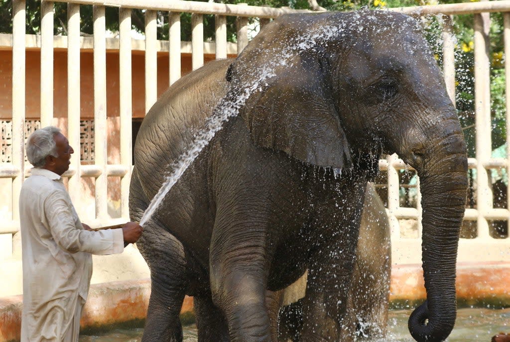 An elephant cools off at a zoo in Karachi, Pakistan, on Friday (EPA)