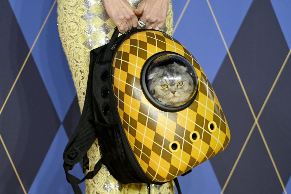 Cats Protection said it fears the film’s ‘realistic portrayal’ of the cat travelling in a backpack (Getty Images for Universal Pictu)