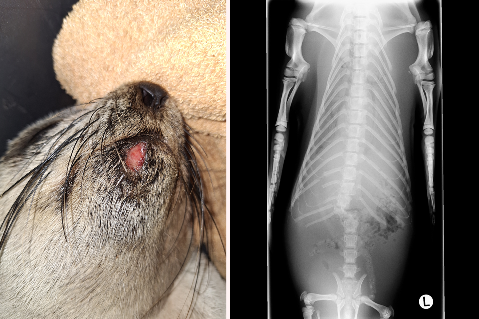 Left: A close-up of a cut under the seal's chin. Right: An x-ray showing the seal's broken back.