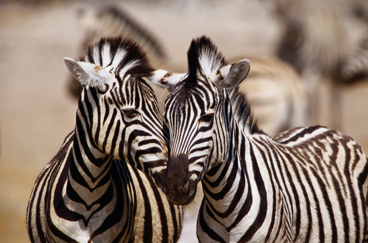 Two zebras stand closely together, with their heads touching, in a natural environment. More zebras are blurred in the background