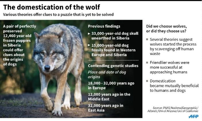 Graphic on the origins of the domestic dog (AFP Photo/Adrian LEUNG, John SAEKI)