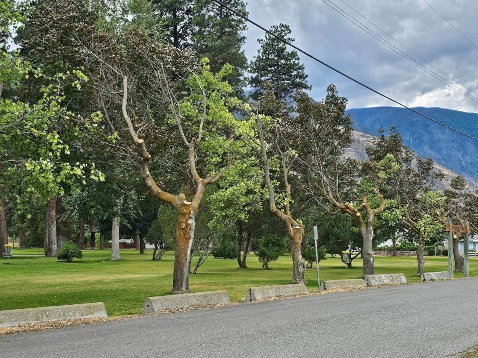 A row of trees in Keremeos, BC with branches cut off on one side.