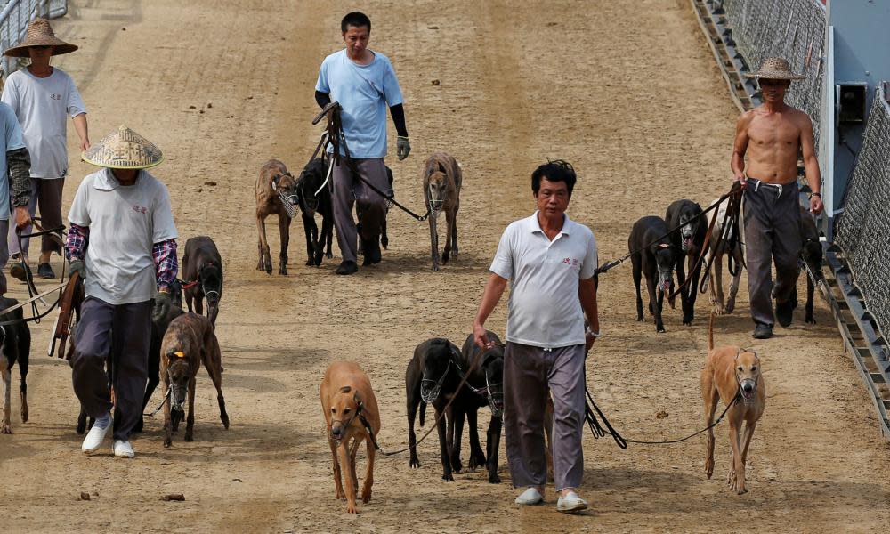 Greyhounds led out at the Macau Canidrome