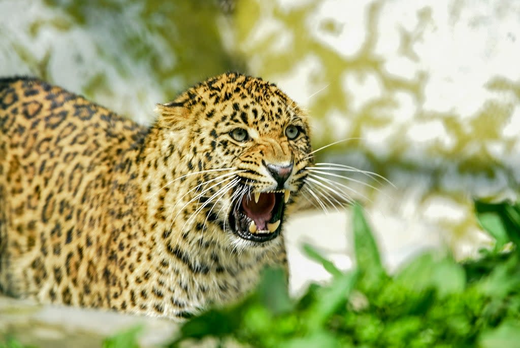 Representative image: Scientists suspect the cub was infected from people in a nearby village as leopards are less shy around human beings (AFP via Getty Images)