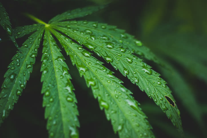 Close-up of a cannabis leaf with water droplets on it.