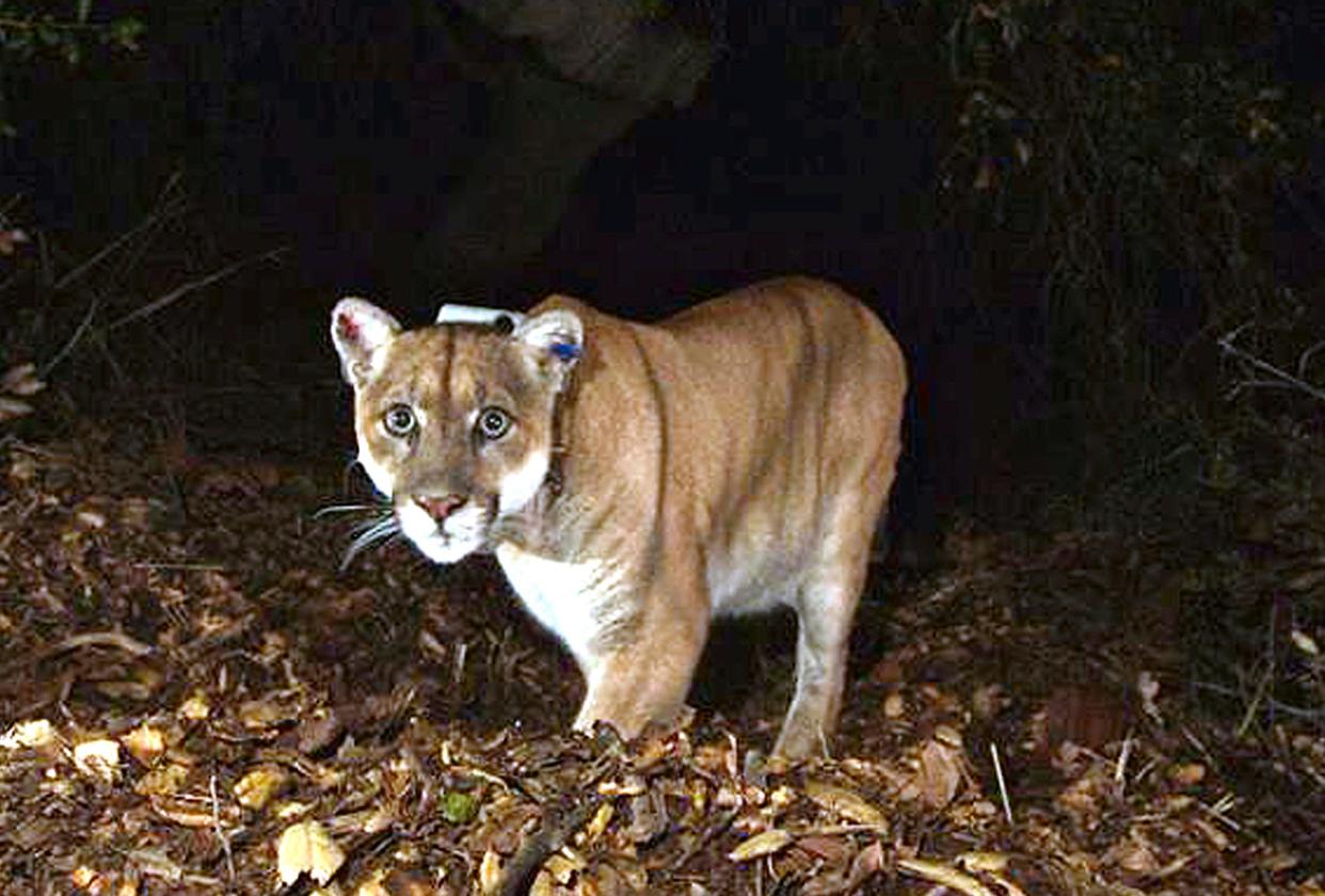This photo provided by the U.S. National Park Service shows a mountain lion known as P-22, photographed in November 2014 in the Griffith Park area near downtown Los Angeles. Southern California's most famous mountain lion, known for roaming across freeways and making a sprawling Los Angeles park his home, was euthanized Saturday, Dec. 17, 2022, in San Diego, Calif.