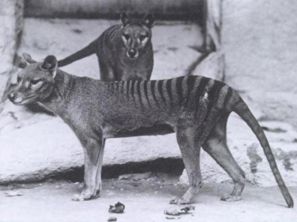 A pair of captive thylacines photographed in 1902 – within three decades the species would be extinct (Smithsonian/Wikimedia Commons)