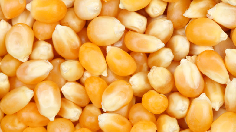 close up of popcorn kernals