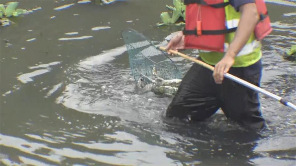 臭氣沖天！疑高溫缺氧翻肚　鳳山溪魚屍綿延1.3公里