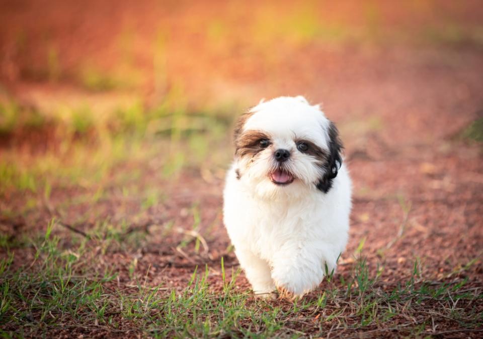 Shih Tzu puppy walking in field