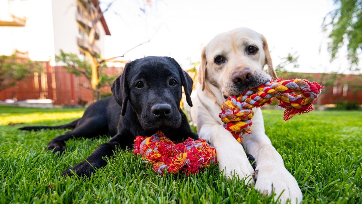 interactive toys for dogs, two dogs working and playing together outside