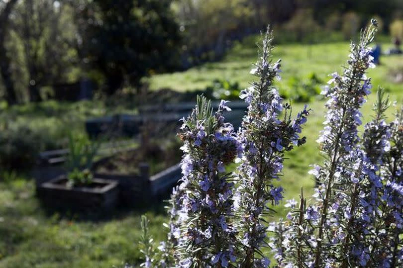 A rosemary plant in bloom in a vegetable garden