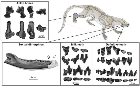 Ankle bones and teeth, including baby teeth, from <i>Dormaalocyon</i>