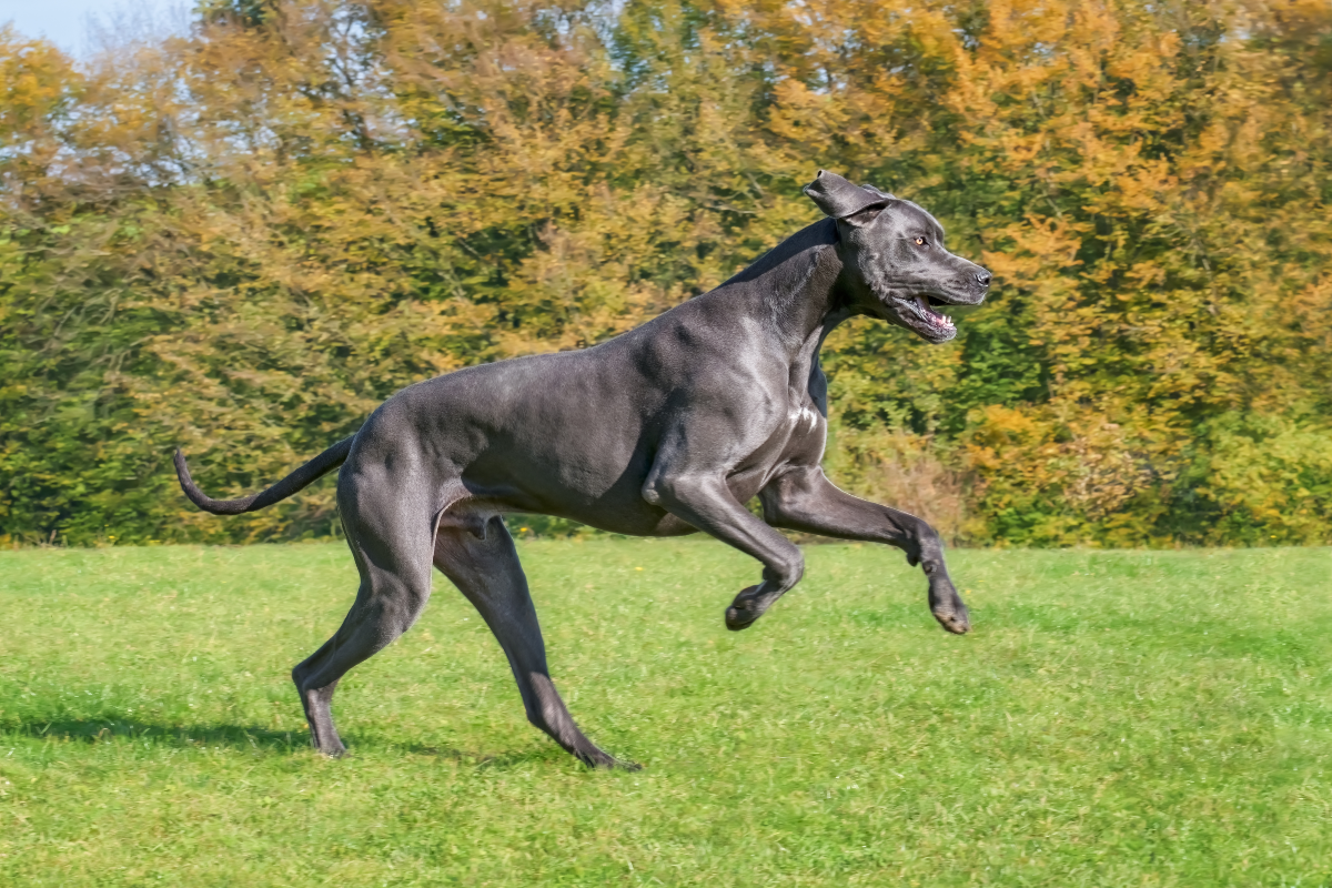 Great Dane playing outside<p>Katho Menden via Shutterstock</p>