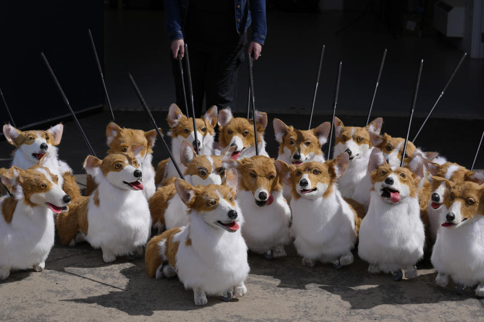 FILE - A group of corgi puppets made by puppet maker Louise Jones each one an individual and based on past and present Royal corgis, part of 'The Queen's Favourites' for the Platinum Jubilee Pageant, in Coventry, England, Thursday, May 5, 2022. Britain is getting ready for a party featuring mounted troops, solemn prayers — and a pack of dancing mechanical corgis. The nation will celebrate Queen Elizabeth II’s 70 years on the throne this week with four days of pomp and pageantry in central London. (AP Photo/Kirsty Wigglesworth, File)