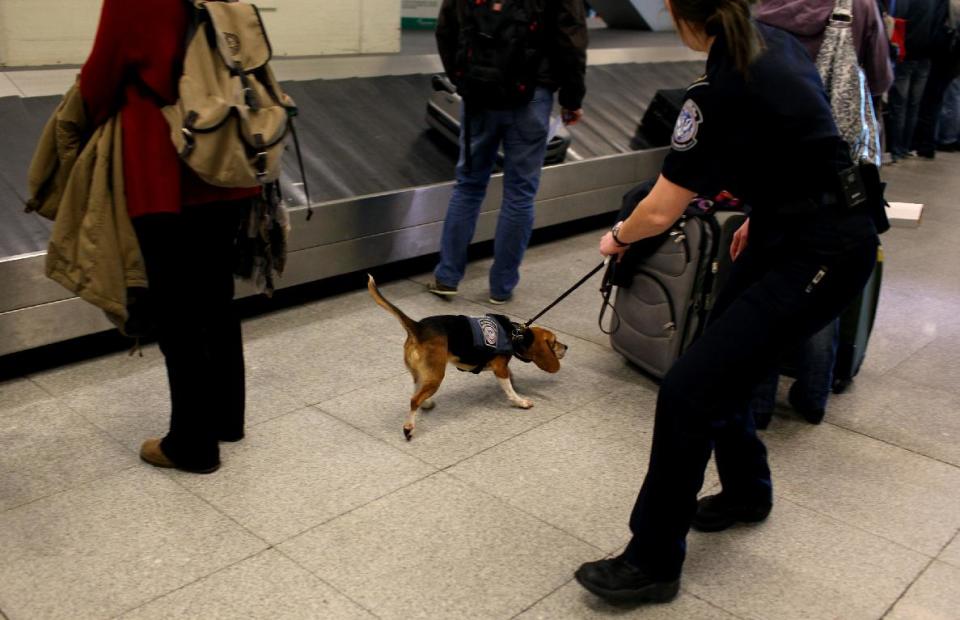 In this Feb. 9, 2012 photo, Meghan Caffery, right, a U.S. Customs and Border Protection Agriculture Specialist, works with Izzy, an agricultural detector beagle whose nose is highly sensitive to food odors, as the dog sniffs  incoming baggage and passengers at John F. Kennedy Airport's Terminal 4 in New York. This U.S. Customs and Border Protection team works to find foods and plants brought in by visitors that are considered invasive species or banned products, some containing insects or larvae know to be harmful to U.S. agriculture. (AP Photo/Craig Ruttle)