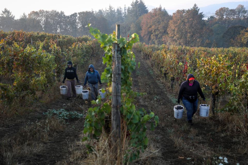 Farmworkers carry buckets containing pinot noir grapes at Bethel Heights Vineyard in October.