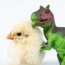 <p>A chick poses with a T-Rex. (Photos: Alexandra C. Daley-Clark/sillychickens.com) </p>