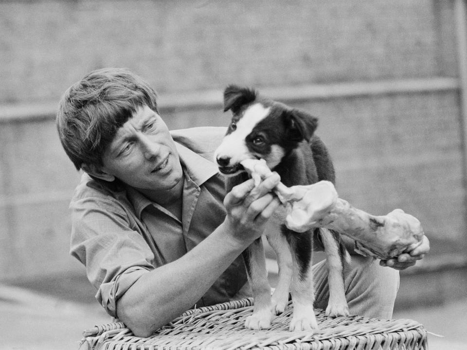 The television presenter was a hit with his border collie companion Shep, still a puppy in 1971: Getty