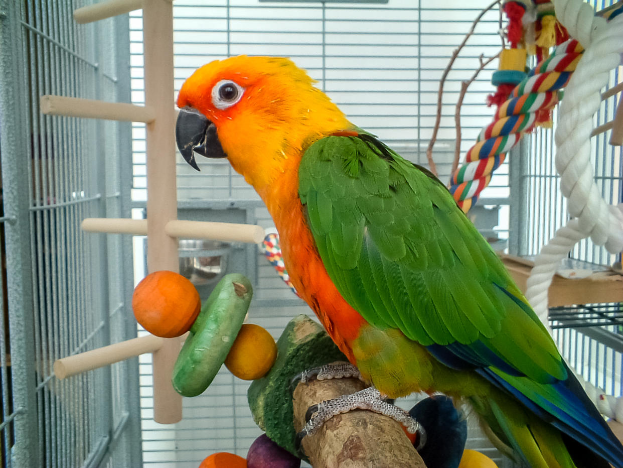 Colorful parrot in cage. A pet Jenday Conure  (Jandaya Parakeet)  Aratinga jandaya. Parrot with bright orange, green and blue feathers, native to Brazil and closely related to Sun Conures.