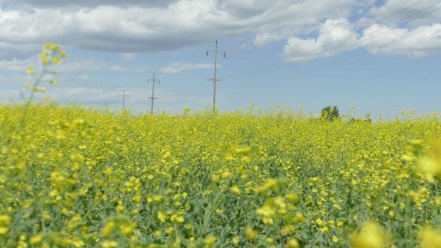 Richard Gray said he anticipates the price of canola oil is going to continue to grow and surpass alternatives such as soybean oil. 