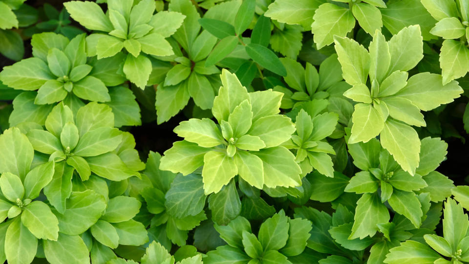 Japanese Spurge plant