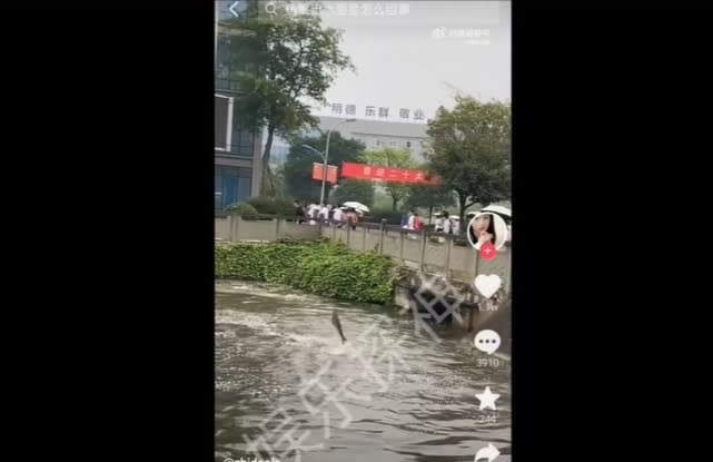 四川網友分享魚群跳出水面的影片。（圖／翻攝自微博）