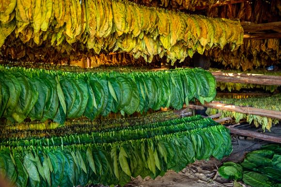 Leaf tobacco hung on racks.