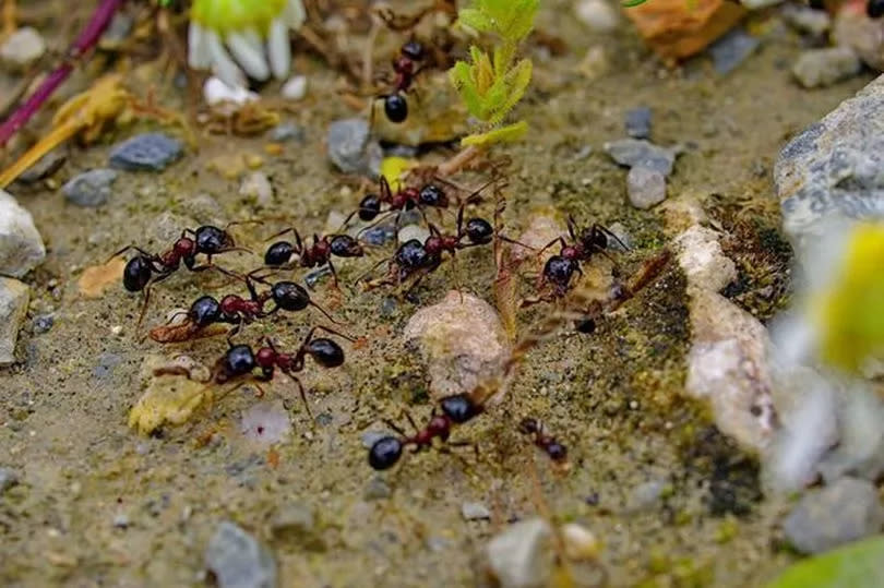 Ants close up working