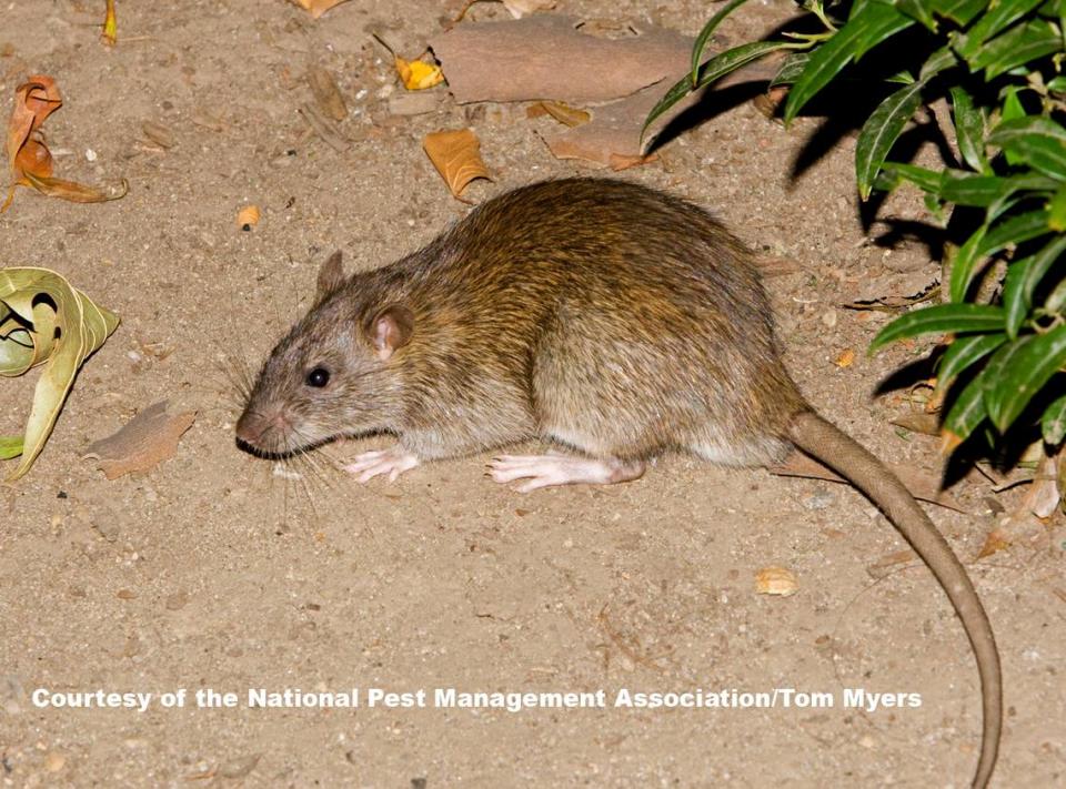 Norway rats, like the one pictured here, are among the rodent species that spread diseases.