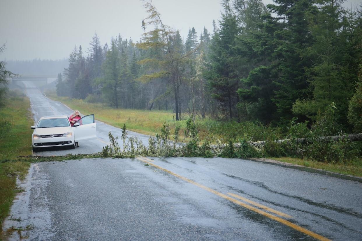 A motorist assesses whether to drive over a downed tree on Seeley’s Cove Road in the Pennfield Ridge area of Charlotte County. (Julia Wright/CBC - image credit)