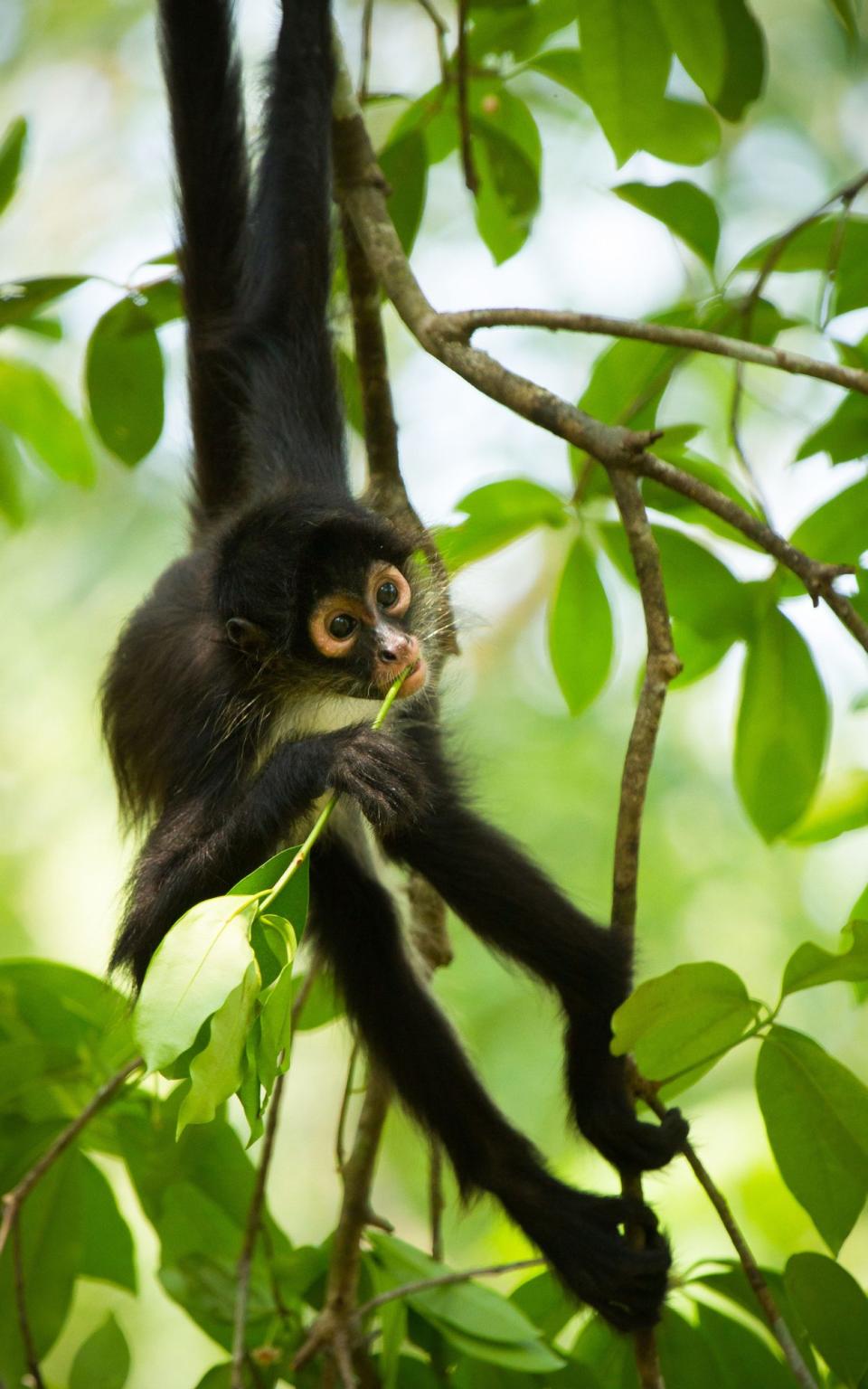 A young spider monkey feeding on fresh leaves in Guatemala - Credit: BBC Planet Earth