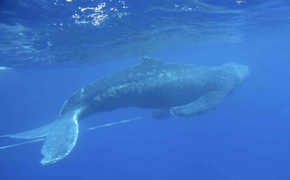FILE - This Wednesday, March 6, 2019 photo provided by the NOAA Hawaiian Islands Humpback Whale National Marine Sanctuary shows an entangled subadult humpback whale that was freed of gear by a team of trained responders off Makena Beach, Hawaii. Nearly half of the world's migratory species are in decline, according to a new United Nations report released Monday, Feb. 12, 2024. Many songbirds, sea turtles, whales, sharks and migratory animals move to different environments with changing seasons and are imperiled by habitat loss, illegal hunting and fishing, pollution and climate change. (Ed Lyman/NOAA Hawaiian Islands Humpback Whale National Marine Sanctuary via AP, File)