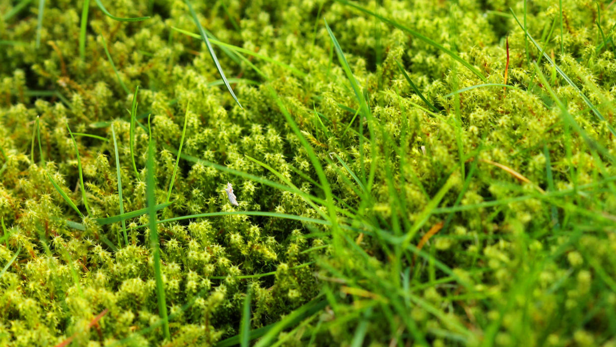  Moss in lawn 