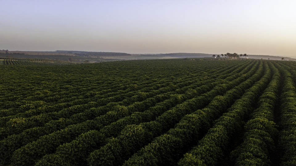 a coffee plantation at sunrise with green fields and palm trees in the background