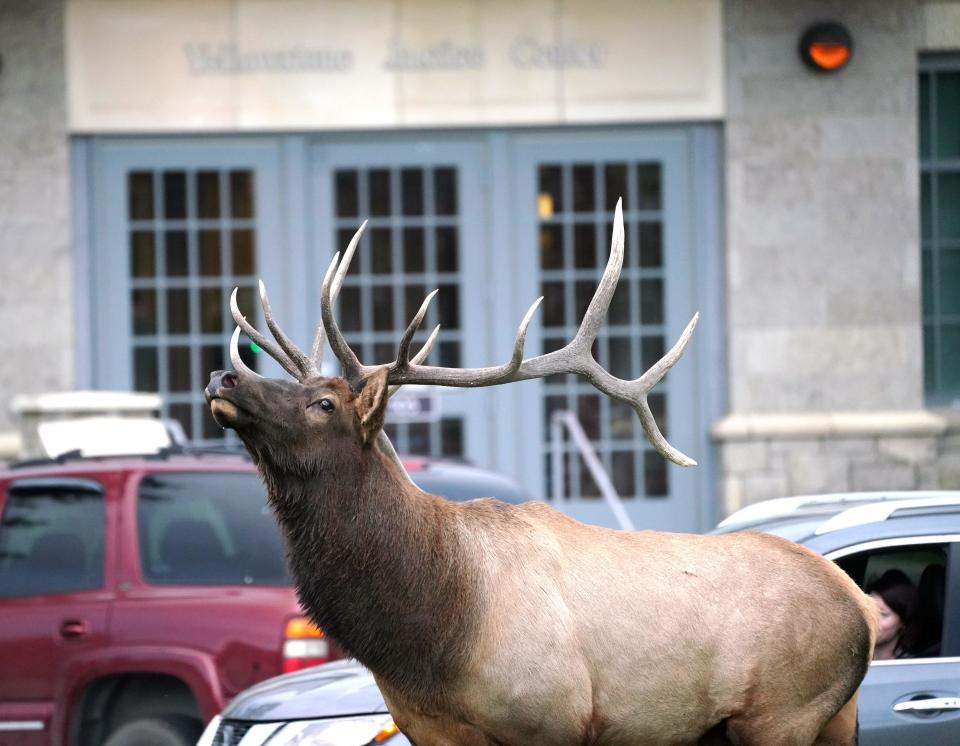 A bull elk sniffs the air in front of the federal courthouse at Mammoth Hot Springs inside Yellowstone National Park.