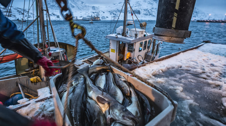 Fishing for skrei