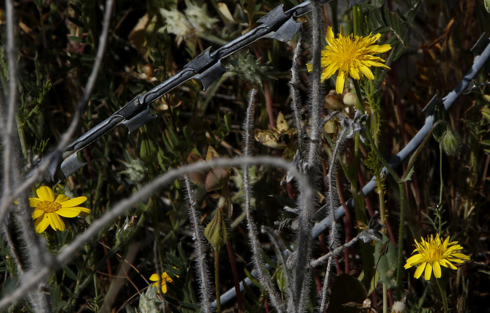 Wild flowers are seen through barbed-wires inside the U.N controlled buffer zone that divide the Greek, south, and the Turkish, north, Cypriot areas since the 1974 Turkish invasion, Cyprus, on Friday, March 26, 2021. Cyprus' endangered Mouflon sheep is one of many rare plant and animal species that have flourished a inside U.N. buffer zone that cuts across the ethnically cleaved Mediterranean island nation. Devoid of humans since a 1974 war that spawned the country’s division, this no-man's land has become an unofficial wildlife reserve. (AP Photo/Petros Karadjias)
