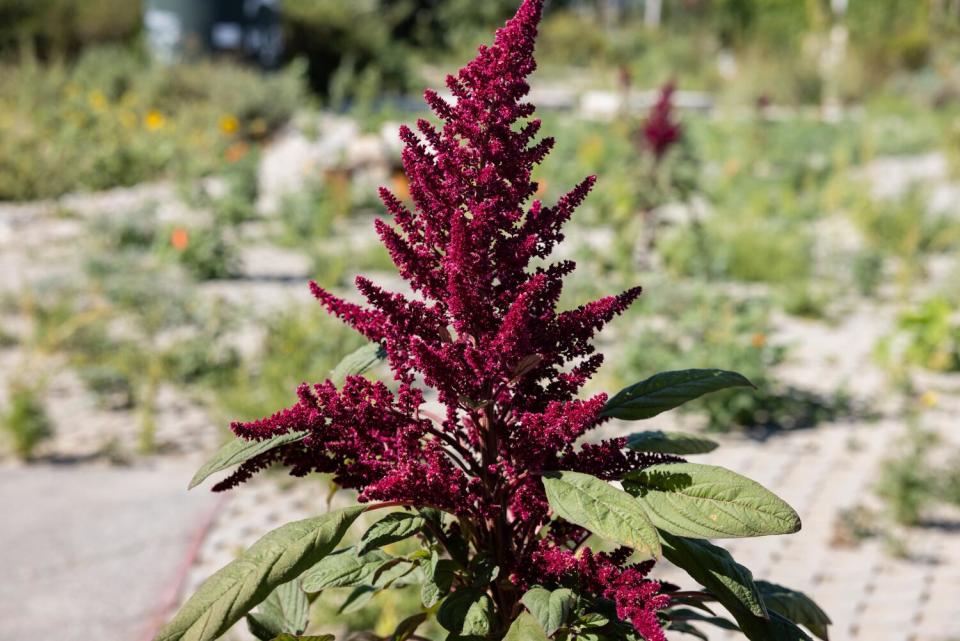 A bright purple blooming amaranth grows in former industrial site on the banks of the L.A. River.