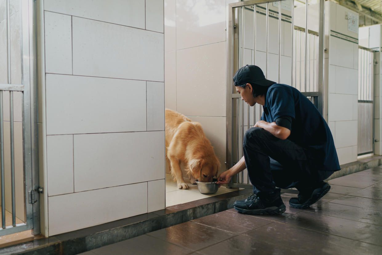 Asian dog trainer and caretaker does his daily routine of feeding the dogs