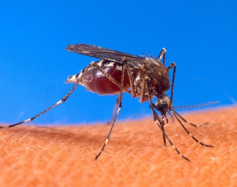 Aedes aegypti mosquito biting a human. http://www.ars.usda.gov/is/graphics/photos/aug00/k4705-9.htm