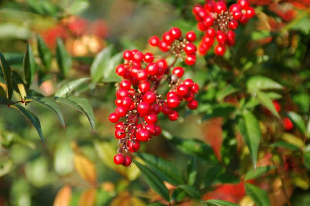 <p>GYRO PHOTOGRAPHY/amanaimagesRF / Getty Images</p> Nandina domestica is a drought-tolerant shrub.