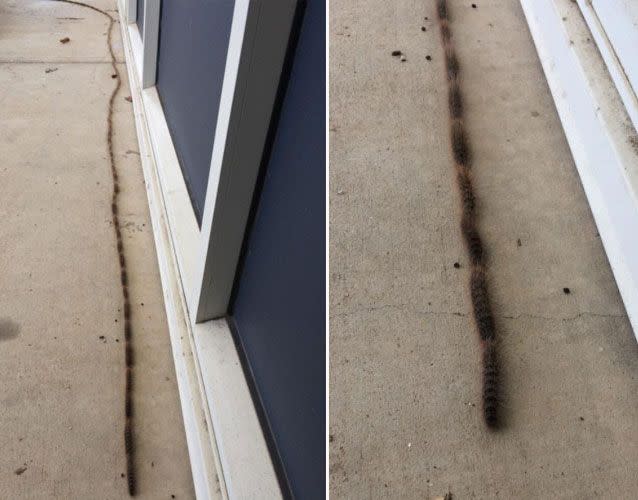 Other Facebook users shared their own images of caterpillars invading their home. Source: Supplied