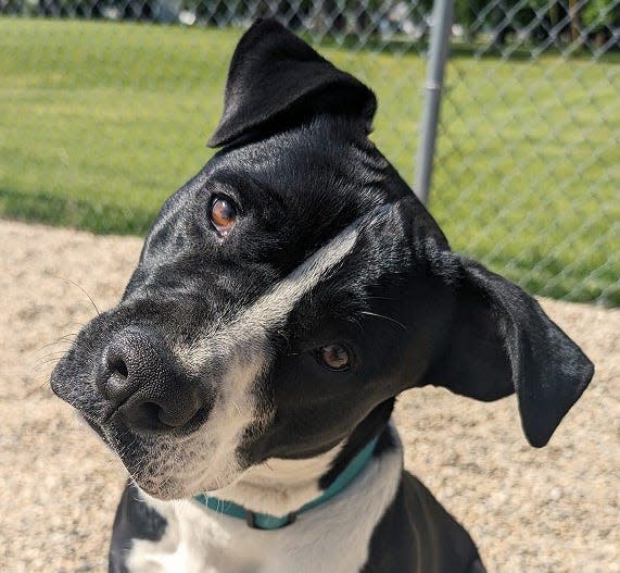 The South Bend Animal Resource Center in South Bend has Titan, 2, available for adoption.