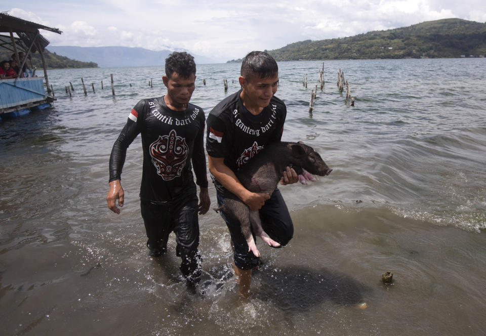 In this Saturday, Oct. 26, 2019, photo, members of the organizing committee carries a pig they caught after it ran away during Toba Pig and Pork Festival, in Muara, North Sumatra, Indonesia. Christian residents in Muslim-majority Indonesia's remote Lake Toba region have launched a new festival celebrating pigs that they say is a response to efforts to promote halal tourism in the area. The festival features competitions in barbecuing, pig calling and pig catching as well as live music and other entertainment that organizers say are parts of the culture of the community that lives in the area. (AP Photo/Binsar Bakkara)